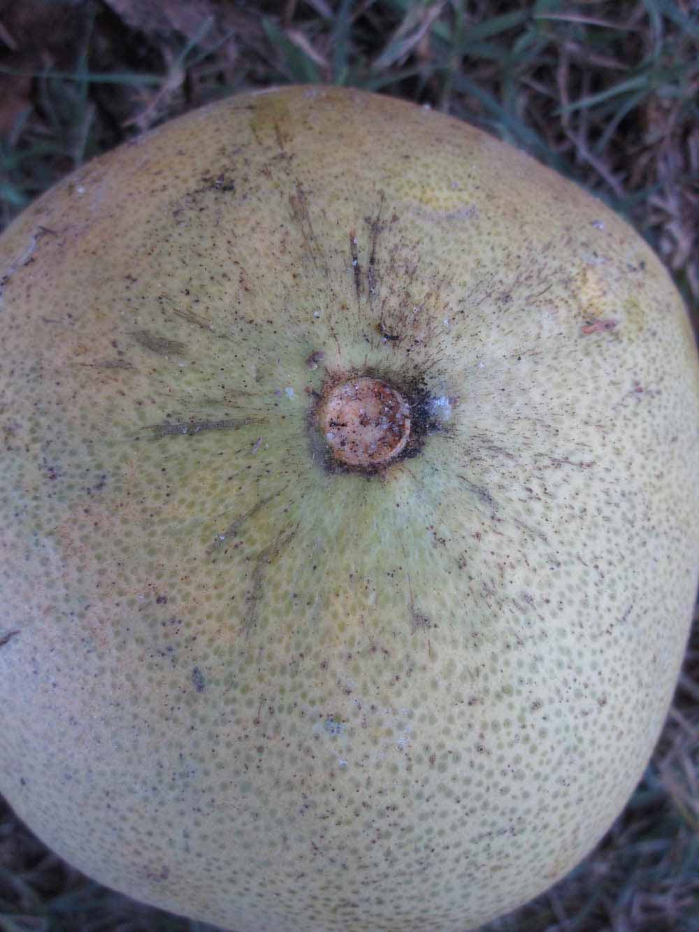            Fruit (Winter Haven, FL)   